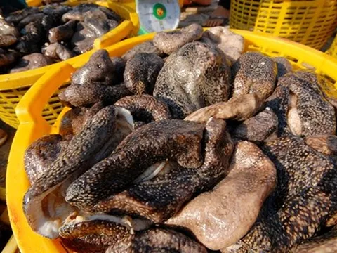 Săn lùng 'thần dược' tăng bản lĩnh đàn ông ở Phú Quốc