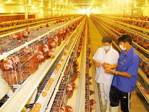 Chăn nuôi gia cầm sôi động trở lại