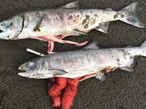 Sóng nhiệt lịch sử ở Mỹ 'nấu chín' hàng loạt cá hồi tại Alaska