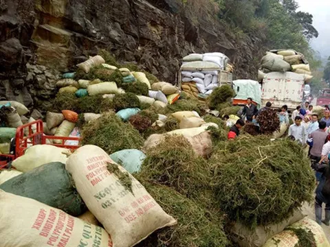 Sự thật tin đồn thương lái Trung Quốc ồ ạt mua gom thông đất