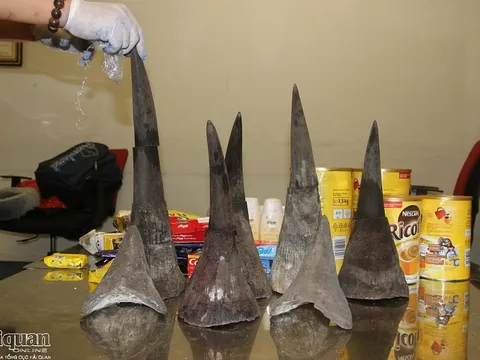 Hành khách người nước ngoài vận chuyển 15kg sừng tê giác vào Việt Nam