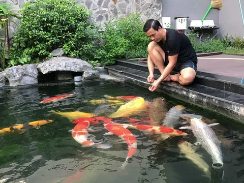 Tận mắt đàn cá Koi bạc tỷ "độc" nhất Việt Nam của đại gia Sài Gòn