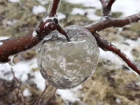 'Táo ma' xuất hiện trong đợt lạnh kỷ lục ở Mỹ