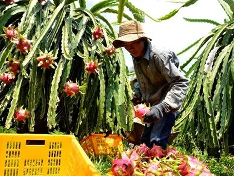 Chia vui với bà con trồng thanh long