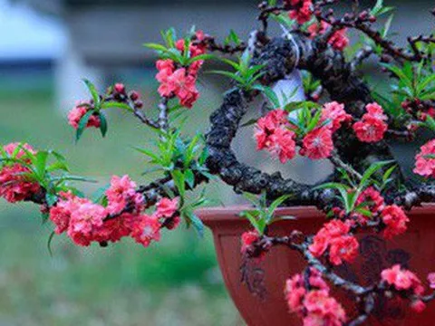 Vài chục triệu đồng một cây đào 'tiến Vua' chơi Tết