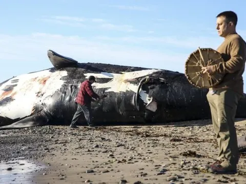 Thêm một loài cá voi có khả năng sắp tuyệt chủng