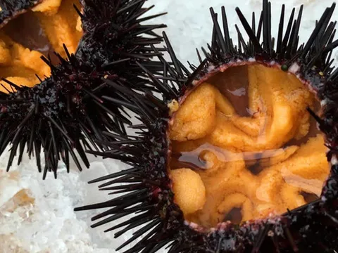 'Thiên đường nhum biển' Nhật phát tài nhờ nhà giàu châu Á