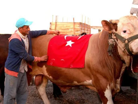 Thổ Nhĩ Kỳ hiến tế bò đực S-400 nặng 1,5 tấn cho lễ Eid al-Adha