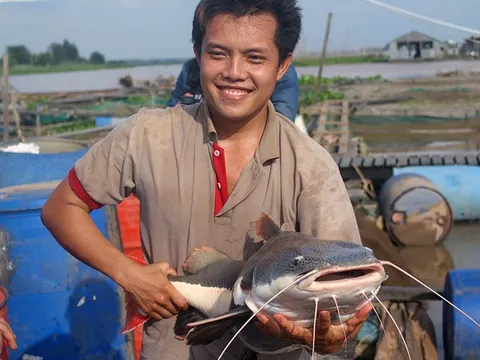 "Thủy quái" đuôi đỏ Amazon trên sông Hậu, gà sao Châu phi ở Sóc Sơn