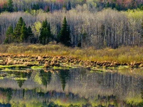 Tiếng kêu bí ẩn trong rừng Canada gây hoang mang