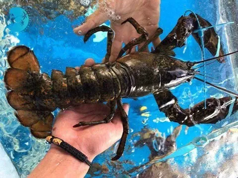 Tôm hùm Alaska về Việt Nam 170.000 đồng/kg, rẻ như tôm ngoài chợ