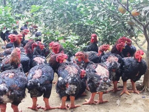 Trại gà tiến vua "cháy" hàng dịp Tết Đinh Đậu