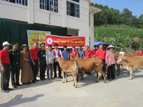 Tặng 10 con bò cho phụ nữ nghèo biên giới Cao Bằng