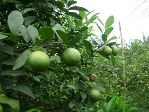 Lá chanh bán "rẻ như cho" ở chợ Việt, choáng giá 6,3 triệu đồng/kg ở nước ngoài