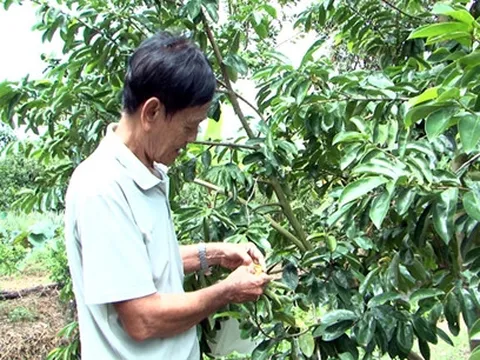 Trồng cây tiền tỷ: Thu tiền tỷ từ trồng mãng cầu xiêm trên đất nhiễm phèn