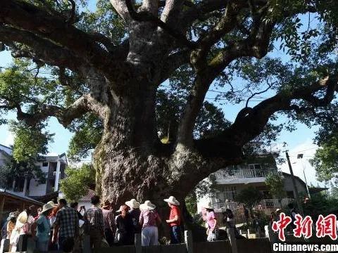 Trung Quốc: Đầu tượng Phật lộ ra từ thân cây 1.000 tuổi