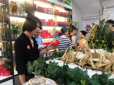 Sâm Bố Chính Quảng Bình mở rộng ra thị trường miền Bắc