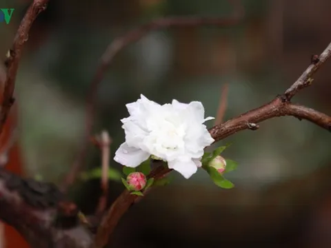 Chiêm ngưỡng vườn "Nhất chi mai" giữa Thủ đô Hà Nội