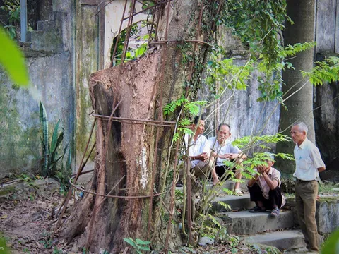 Vụ đấu giá gỗ sưa ở Hà Nội đổ bể vì khách chê quá đắt