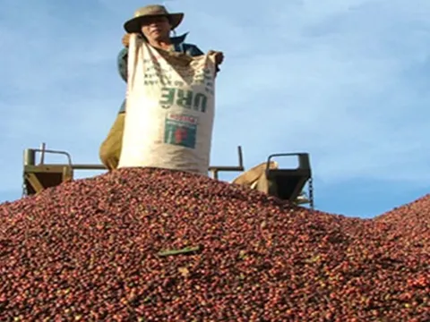 Xuất khẩu cà phê đang chịu sức ép cạnh tranh lớn
