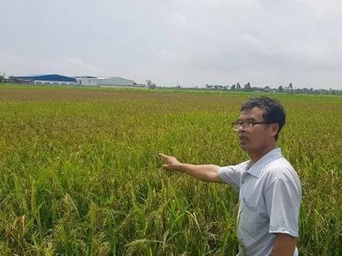 Cụ ông 70 tuổi thoát khỏi bệnh khớp theo cách không ngờ