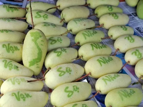 Xoài, đu đủ in chữ chưng Tết nửa triệu đồng mỗi trái