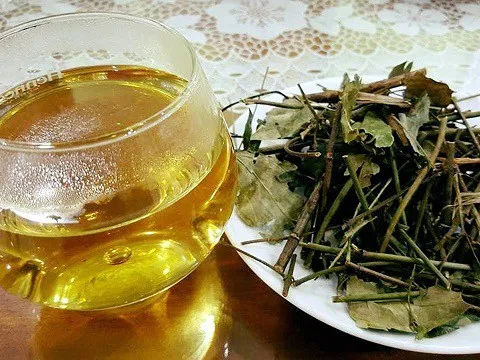 Chịu khó uống nước lá vối không còn lo mỡ máu, bệnh gút và rất tốt cho người tiểu đường