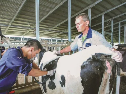 Cụm trang trại bò sữa đạt kỷ lục thế giới tại Việt Nam dưới góc nhìn của chuyên gia quốc tế