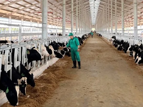 Đàn bò sữa 1.000 con được Vinamilk nhập khẩu cho trang trại tại Lào