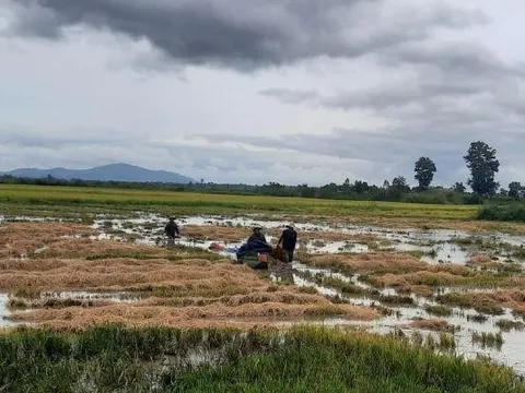 Nông dân Đắk Lắk gặt lúa chạy bão Noru