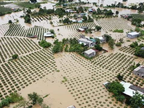 Bình Thuận: Mưa lớn, hàng trăm ha thanh long bị ngập, thiệt hại hàng tỉ đồng