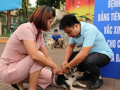 Người phụ nữ tử vong sau 13 ngày bị răng chó dại đã chết cứa vào tay