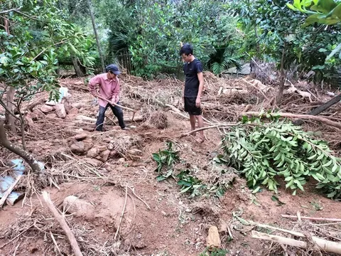 Đà Nẵng khôi phục sản xuất nông nghiệp sau mưa bão