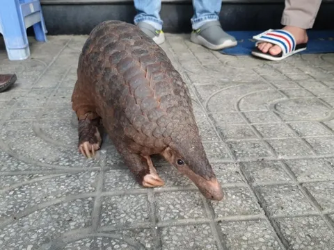 Đi tập thể dục vô tình nhặt được một cá thể tê tê quý hiếm ở ven đường