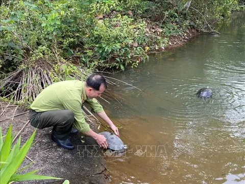 Bình Phước: Thả 112 động vật hoang dã quý hiếm về rừng tự nhiên