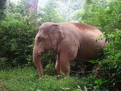 Nguy cơ suy giảm số voi ở Nghệ An