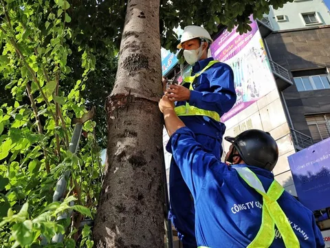 Hà Nội: Nới "vòng kim cô" cho 600 cây xanh