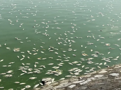 Hải Phòng: Cá chết nổi trắng mặt hồ điều hoà ở trung tâm thành phố