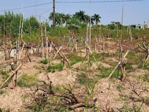 Thái Bình: Đào Tết chết hàng loạt, người dân thiệt hại hàng tỷ đồng