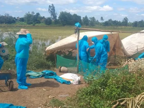 Đắk Lắk: Phát hiện 2 ổ dịch cúm A(H5N1) lớn