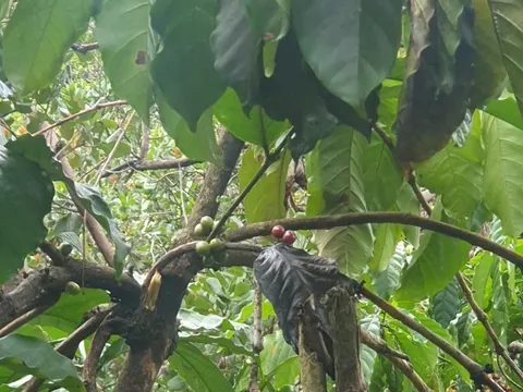 Thu gom cà phê dưới gốc cây lớn, ba người bị sét đánh thương vong