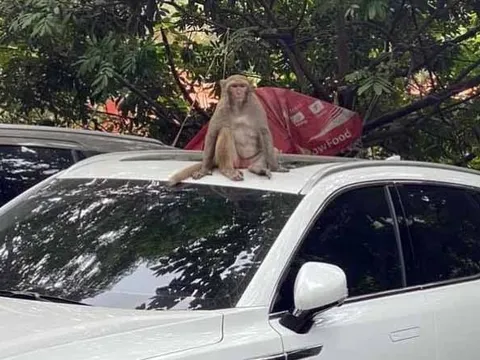 Hà Nội: Truy bắt khỉ hoang quậy phá, cắn người ở bãi đỗ xe quận Cầu Giấy