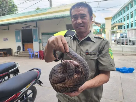 TP Hồ Chí Minh: Bác bảo vệ dân phố nhặt được cá thể tê tê quý hiếm khi đang đi tuần