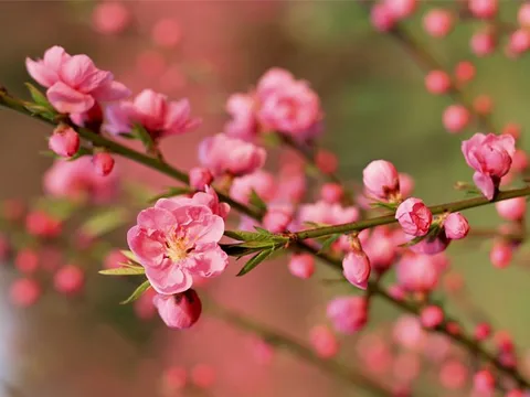 Thanh Hoá: Ban hành Chỉ thị về việc tổ chức Tết Nguyên đán Quý Mão năm 2023