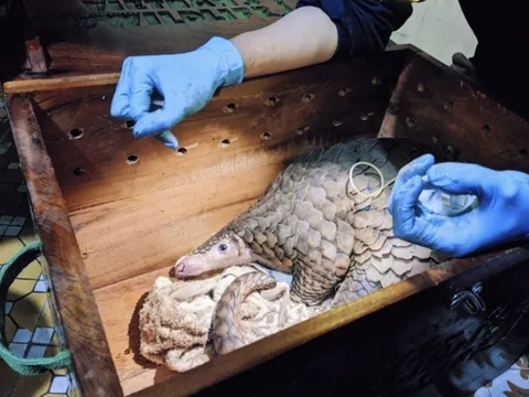 Cứu hộ hai cá thể tê tê vàng quý hiếm trên đường đưa đi tiêu thụ