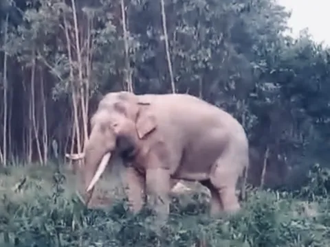 Đồng Nai: Cá thể voi ngà lệch quý hiếm xuất hiện ở rừng tràm