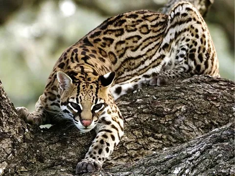 Năm Quý Mão nói chuyện loài mèo: Những loài mèo quý hiếm có tên trong sách đỏ