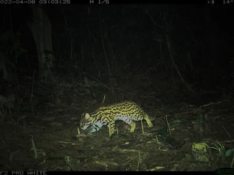 Ngắm loài mèo rừng quý hiếm trên đỉnh Trường Sơn