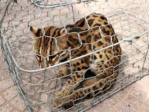 Quảng Bình: Người dân tự giao nộp mèo rừng trong Sách đỏ Việt Nam