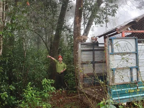 Quảng Ngãi: Thả 3 cá thể khỉ đuôi lợn về môi trường tự nhiên